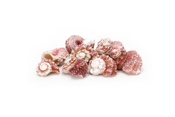 Pink Angaria delphinus Shells - 1 Kg